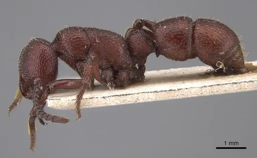 Psalidomyrmex foveolatus specimen CASENT0915461 image casent0915461_3
