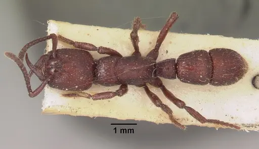 Psalidomyrmex foveolatus specimen SAM-HYM-C002830 image sam-hym-c002830_1