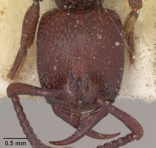 Psalidomyrmex foveolatus specimen SAM-HYM-C002830 image sam-hym-c002830_2