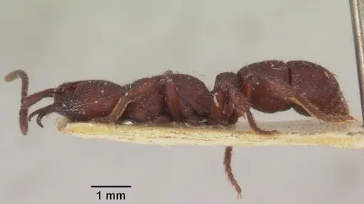 Psalidomyrmex foveolatus specimen SAM-HYM-C002830 image sam-hym-c002830_3