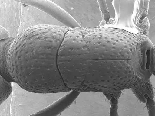 Psalidomyrmex procerus specimen ANTWEB1008585 image antweb1008585_1