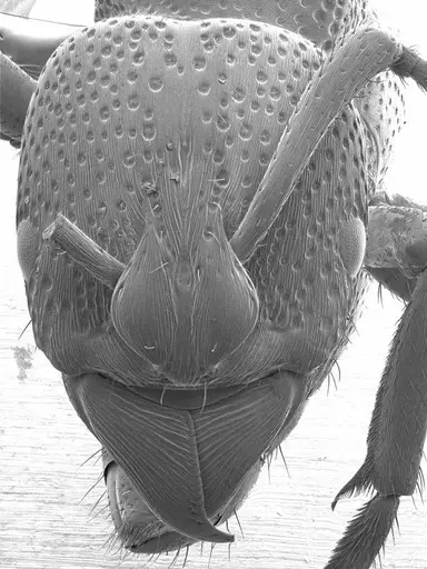 Psalidomyrmex procerus specimen ANTWEB1008585 image antweb1008585_2