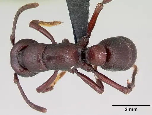 Psalidomyrmex procerus specimen CASENT0003082 image casent0003082_1