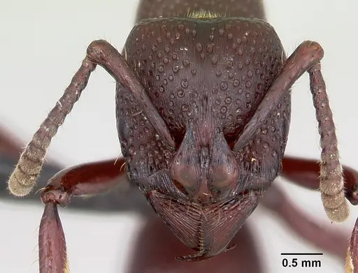 Psalidomyrmex procerus specimen CASENT0003082 image casent0003082_2