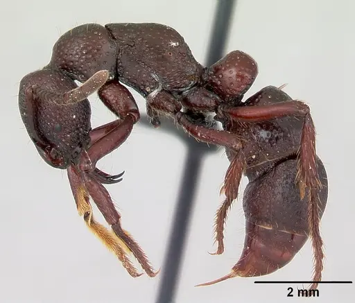 Psalidomyrmex procerus specimen CASENT0003082 image casent0003082_3