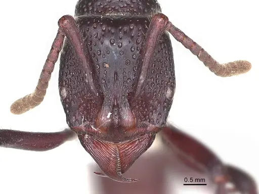Psalidomyrmex procerus specimen CASENT0003083 image casent0003083_1