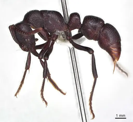 Psalidomyrmex procerus specimen CASENT0003083 image casent0003083_2