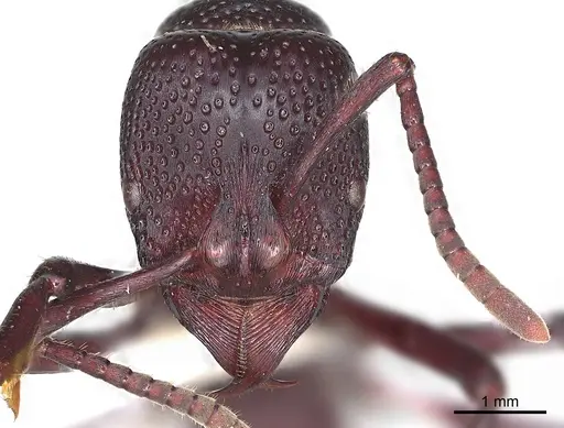 Psalidomyrmex procerus specimen CASENT0003084 image casent0003084_1