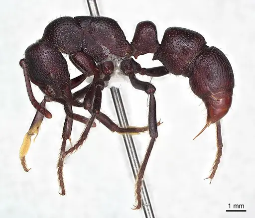 Psalidomyrmex procerus specimen CASENT0003084 image casent0003084_2
