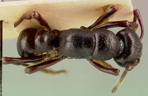 Psalidomyrmex procerus specimen CASENT0003153 image casent0003153_1