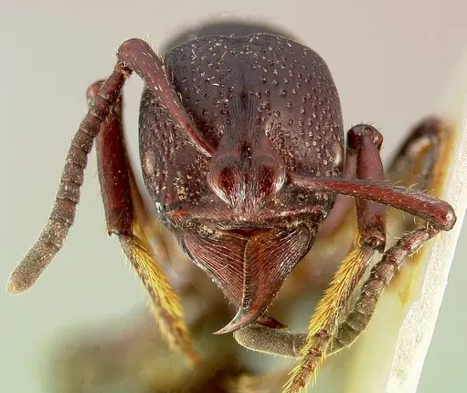 Psalidomyrmex procerus specimen CASENT0003153 image casent0003153_2