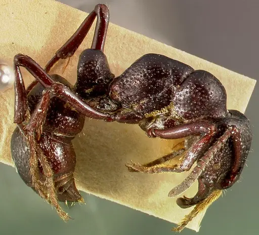 Psalidomyrmex procerus specimen CASENT0003153 image casent0003153_3