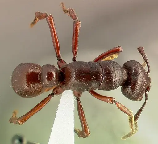 Psalidomyrmex procerus specimen CASENT0004984 image casent0004984_1