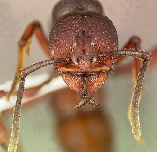 Psalidomyrmex procerus specimen CASENT0004984 image casent0004984_2
