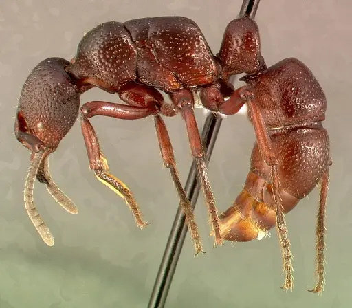 Psalidomyrmex procerus specimen CASENT0004984 image casent0004984_3