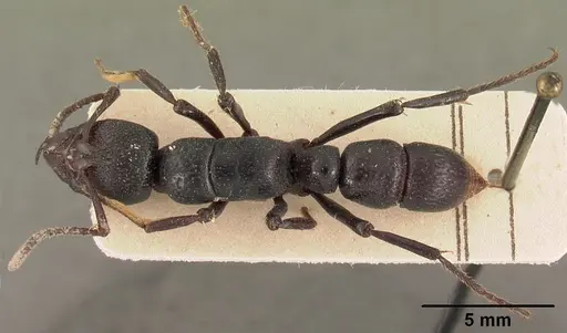 Psalidomyrmex procerus specimen CASENT0102143 image casent0102143_1