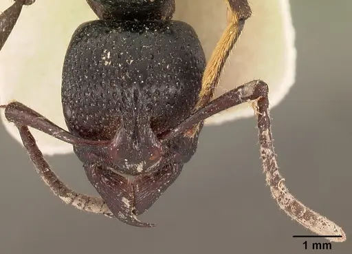 Psalidomyrmex procerus specimen CASENT0102143 image casent0102143_2