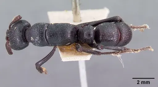 Psalidomyrmex procerus specimen CASENT0102144 image casent0102144_1