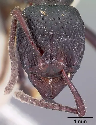 Psalidomyrmex procerus specimen CASENT0102144 image casent0102144_2