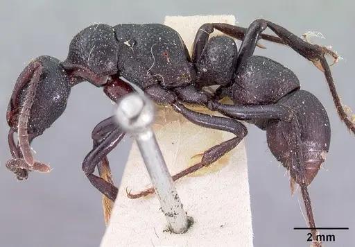 Psalidomyrmex procerus specimen CASENT0102144 image casent0102144_3
