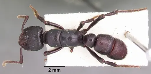 Psalidomyrmex procerus specimen CASENT0102914 image casent0102914_1