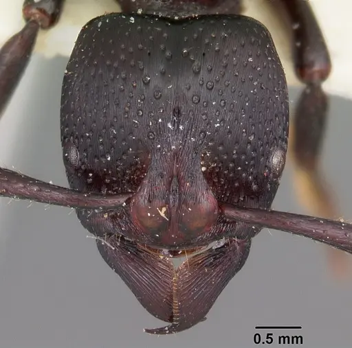 Psalidomyrmex procerus specimen CASENT0102914 image casent0102914_2