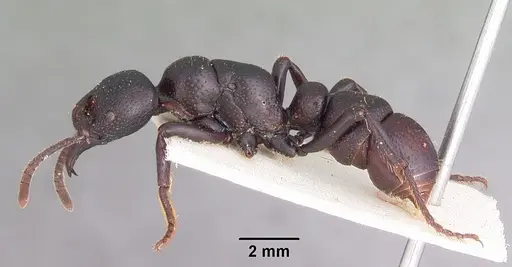 Psalidomyrmex procerus specimen CASENT0102914 image casent0102914_3