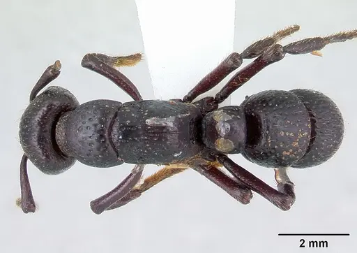 Psalidomyrmex procerus specimen CASENT0178267 image casent0178267_1
