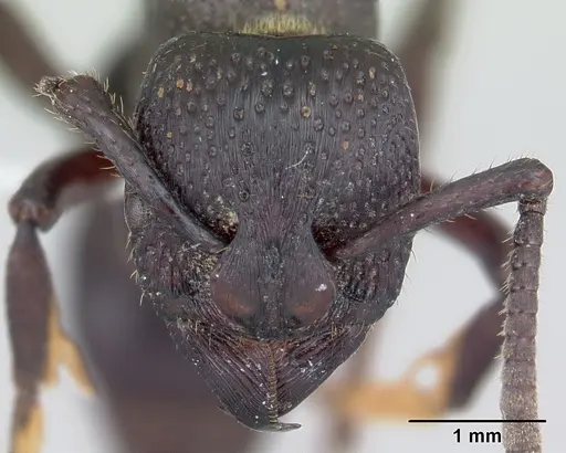 Psalidomyrmex procerus specimen CASENT0178267 image casent0178267_2