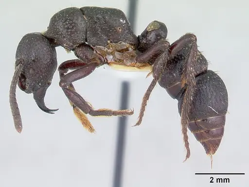Psalidomyrmex procerus specimen CASENT0178267 image casent0178267_3