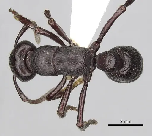 Psalidomyrmex procerus specimen CASENT0249242 image casent0249242_1