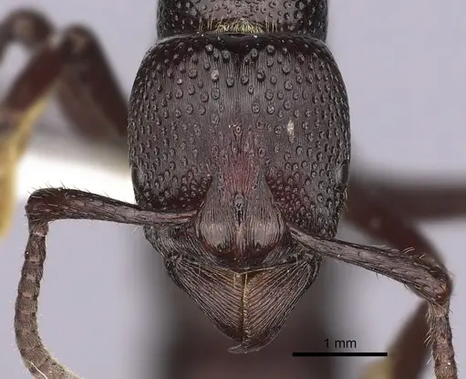 Psalidomyrmex procerus specimen CASENT0249242 image casent0249242_2