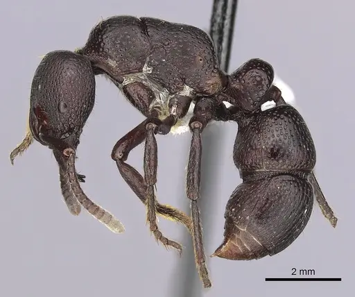Psalidomyrmex procerus specimen CASENT0249242 image casent0249242_3