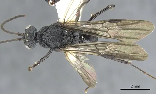 Psalidomyrmex procerus specimen CASENT0903661 image casent0903661_1