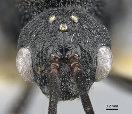 Psalidomyrmex procerus specimen CASENT0903661 image casent0903661_2