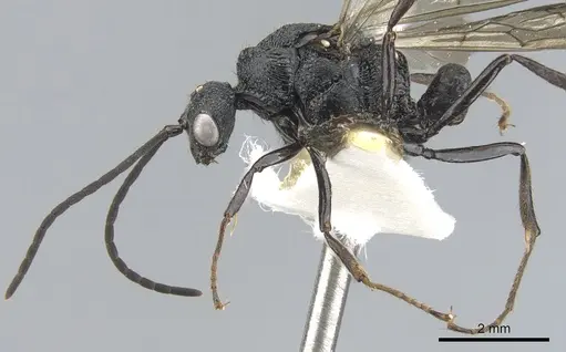 Psalidomyrmex procerus specimen CASENT0903661 image casent0903661_3