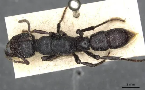 Psalidomyrmex procerus specimen CASENT0915301 image casent0915301_1
