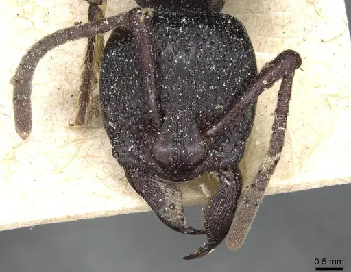 Psalidomyrmex procerus specimen CASENT0915301 image casent0915301_2