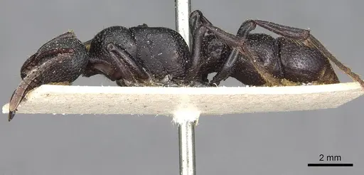 Psalidomyrmex procerus specimen CASENT0915301 image casent0915301_3