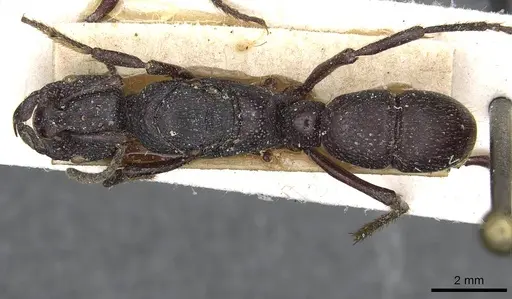 Psalidomyrmex procerus specimen CASENT0915302 image casent0915302_1