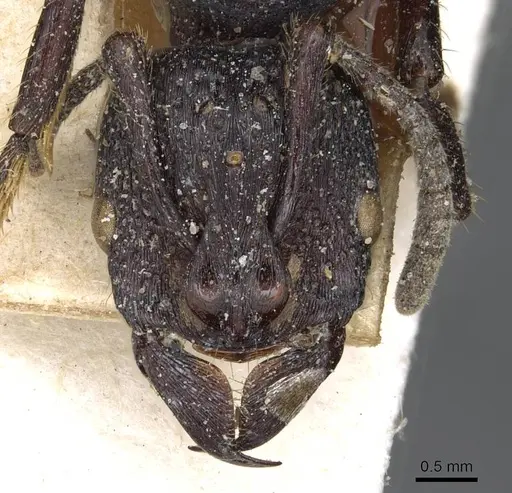Psalidomyrmex procerus specimen CASENT0915302 image casent0915302_2