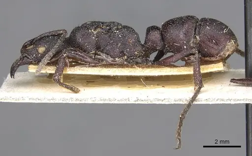 Psalidomyrmex procerus specimen CASENT0915302 image casent0915302_3