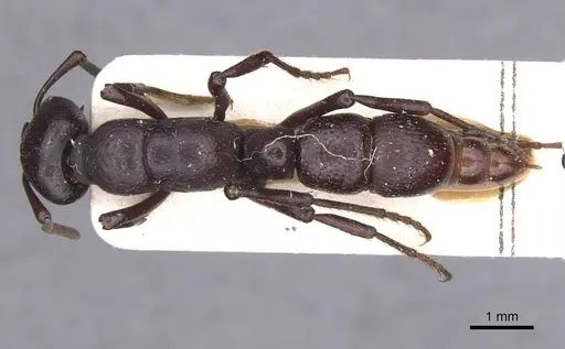 Psalidomyrmex procerus specimen RMCAENT000017735 image rmcaent000017735_1