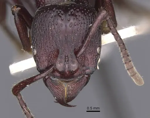 Psalidomyrmex procerus specimen RMCAENT000017735 image rmcaent000017735_2