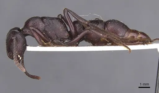 Psalidomyrmex procerus specimen RMCAENT000017735 image rmcaent000017735_3