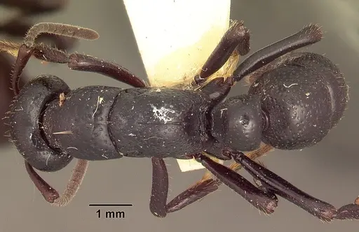 Psalidomyrmex procerus specimen SAM-HYM-C002831 image sam-hym-c002831_1