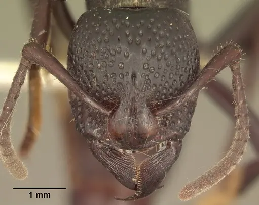 Psalidomyrmex procerus specimen SAM-HYM-C002831 image sam-hym-c002831_2