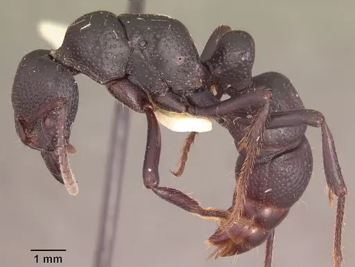 Psalidomyrmex procerus specimen SAM-HYM-C002831 image sam-hym-c002831_3