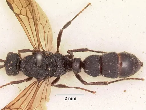 Psalidomyrmex procerus specimen SAM-HYM-C002833 image sam-hym-c002833_1