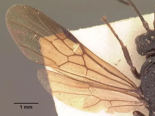 Psalidomyrmex procerus specimen SAM-HYM-C002833 image sam-hym-c002833_2